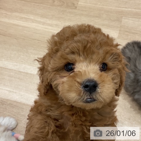 群馬県のトイプードル(トイ) (ペットプラス イオンモール太田店/2025年10月26日生まれ/男の子/レッド)の子犬の4枚目の画像