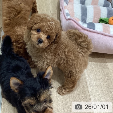 宮城県のトイプードル(トイ) (ペットプラス 名取店/2025年10月26日生まれ/男の子/アプリコット)の子犬の4枚目の画像