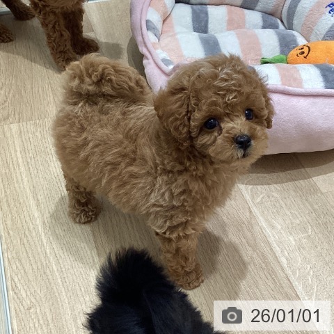 宮城県のトイプードル(トイ) (ペットプラス 名取店/2025年10月26日生まれ/男の子/アプリコット)の子犬の3枚目の画像