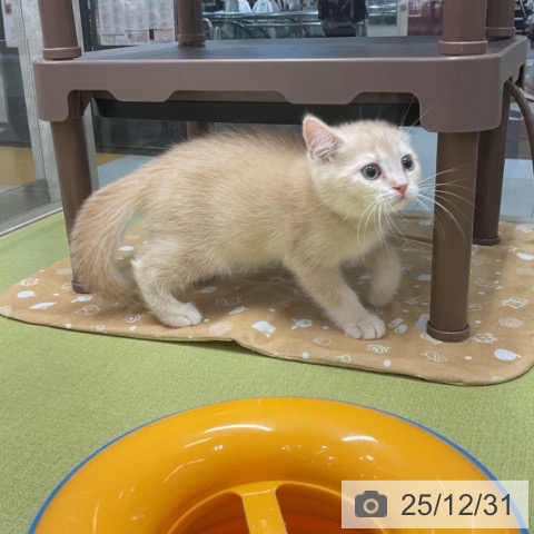 埼玉県のスコティッシュフォールド (ペットプラス 浦和美園店/2025年10月25日生まれ/男の子/クリームタビー)の子猫の4枚目の画像