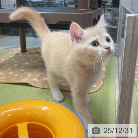 埼玉県のスコティッシュフォールド (ペットプラス 浦和美園店/2025年10月25日生まれ/男の子/クリームタビー)の子猫の3枚目の画像