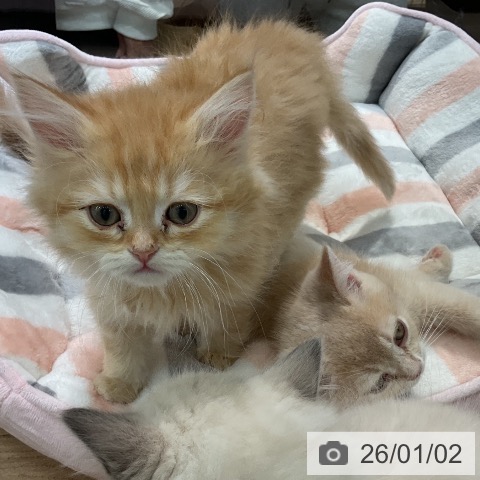 神奈川県のミヌエット (ペットプラス 天王町店/2025年10月23日生まれ/男の子/レッドタビー)の子猫の3枚目の画像