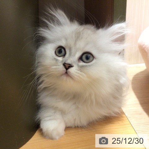 神奈川県のミヌエット (ペットプラス 川崎ルフロン店/2025年10月23日生まれ/女の子/チンチラシルバー)の子猫の4枚目の画像