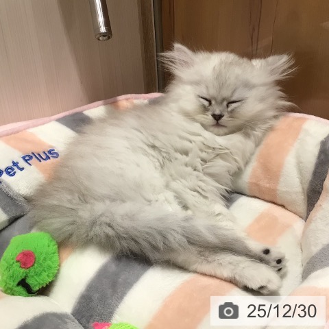 神奈川県のミヌエット (ペットプラス 川崎ルフロン店/2025年10月23日生まれ/女の子/チンチラシルバー)の子猫の3枚目の画像