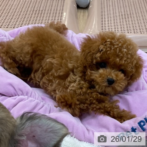 トイ・プードルの写真