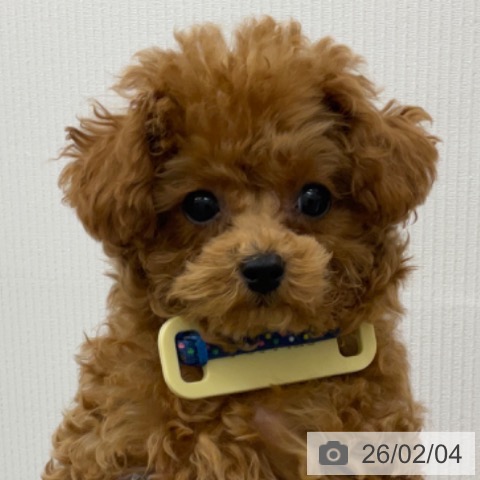 トイ・プードルの写真