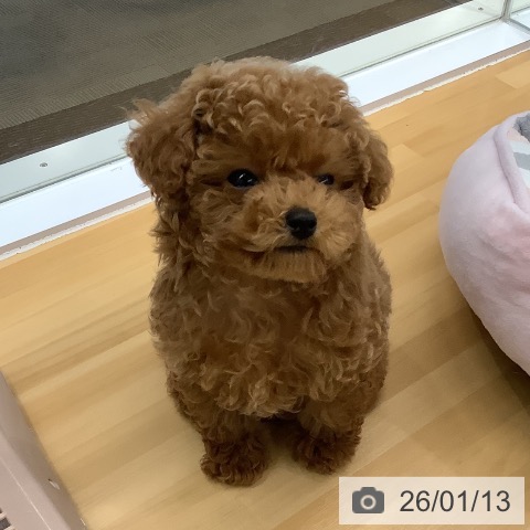 長野県のトイプードル(トイ) (ペットプラス 松本店/2025年10月26日生まれ/男の子/レッド)の子犬の4枚目の画像