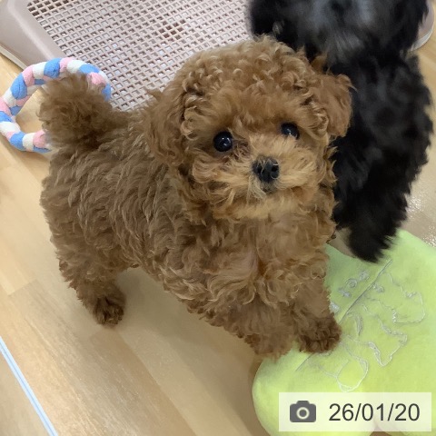 長野県のトイプードル(トイ) (ペットプラス 松本店/2025年10月26日生まれ/男の子/レッド)の子犬の3枚目の画像