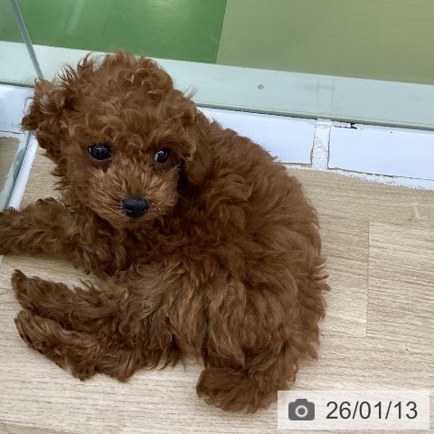 山梨県のトイプードル(トイ) (ペットプラス 甲府昭和店/2025年10月26日生まれ/女の子/レッド)の子犬の4枚目の画像