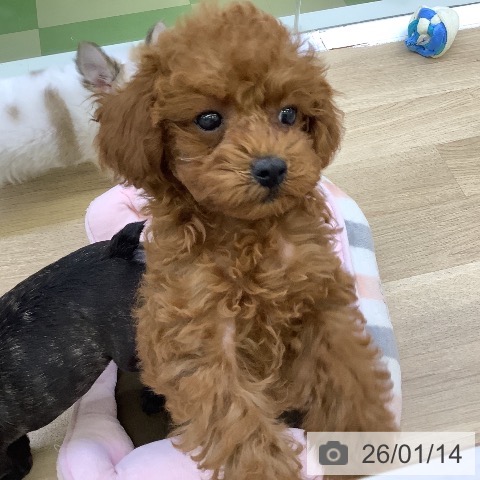 山梨県のトイプードル(トイ) (ペットプラス 甲府昭和店/2025年10月26日生まれ/女の子/レッド)の子犬の3枚目の画像