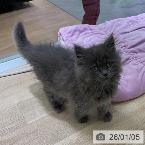 東京都のミヌエット (ペットプラス 立川高島屋S.C.店/2025年10月23日生まれ/男の子/ブルー)の子猫の3枚目の画像