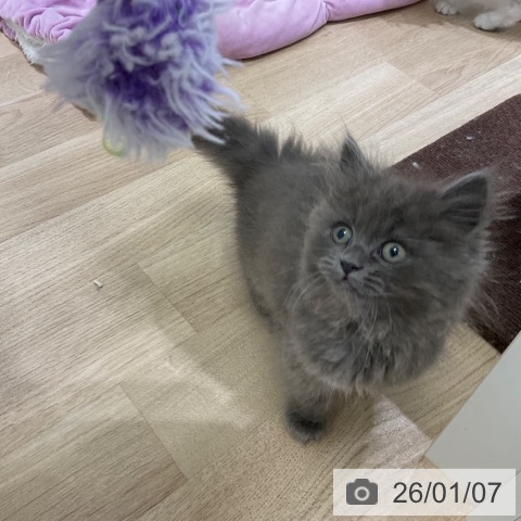 東京都のミヌエット (ペットプラス 立川高島屋S.C.店/2025年10月23日生まれ/男の子/ブルー)の子猫の3枚目の画像