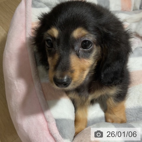 神奈川県のカニンヘンダックスフンド(ロング) (ペットプラス 湘南平塚店/2025年10月30日生まれ/男の子/ブラックタン)の子犬の4枚目の画像