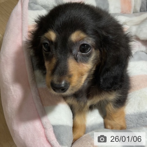 神奈川県のカニンヘンダックスフンド(ロング) (ペットプラス 湘南平塚店/2025年10月30日生まれ/男の子/ブラックタン)の子犬の3枚目の画像