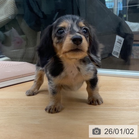 埼玉県のカニンヘンダックスフンド(ロング) (ペットプラス 浦和美園店/2025年10月30日生まれ/男の子/シルバーダップル)の子犬の4枚目の画像