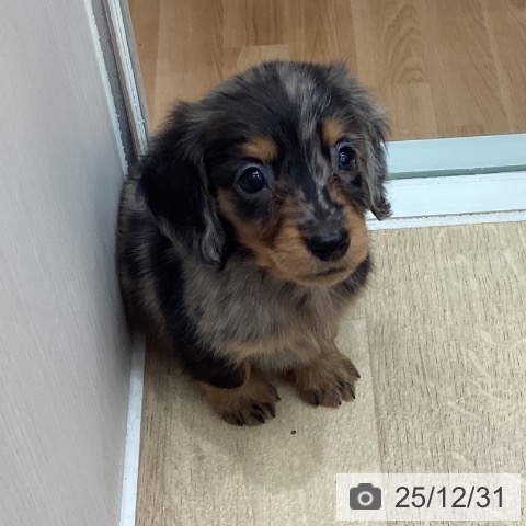 埼玉県のカニンヘンダックスフンド(ロング) (ペットプラス ピオニウォーク東松山店/2025年10月30日生まれ/男の子/シルバーダップル)の子犬の3枚目の画像