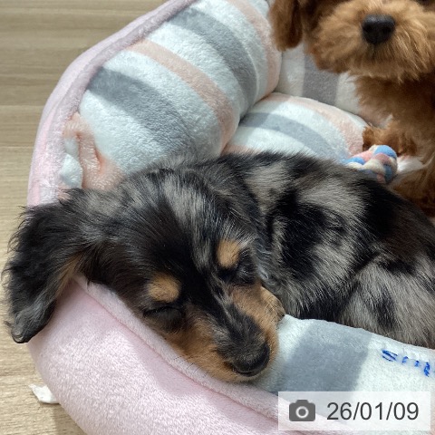 埼玉県のカニンヘンダックスフンド(ロング) (ペットプラス ピオニウォーク東松山店/2025年10月30日生まれ/男の子/シルバーダップル)の子犬の4枚目の画像