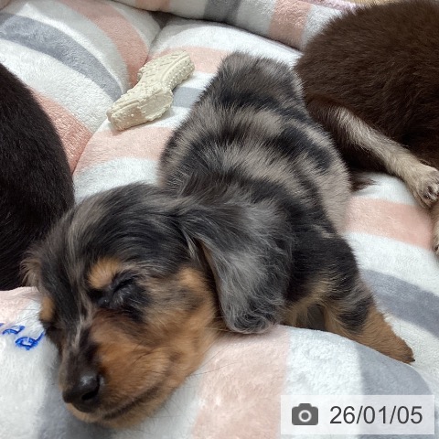 埼玉県のカニンヘンダックスフンド(ロング) (ペットプラス ピオニウォーク東松山店/2025年10月30日生まれ/男の子/シルバーダップル)の子犬の3枚目の画像