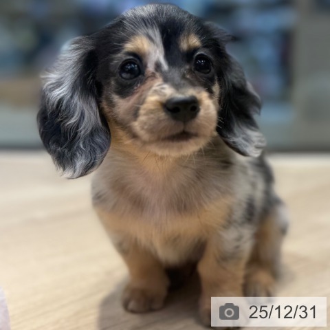 東京都のカニンヘンダックスフンド(ロング) (ペットプラス アクアシティお台場店/2025年10月30日生まれ/女の子/シルバーダップル)の子犬の4枚目の画像