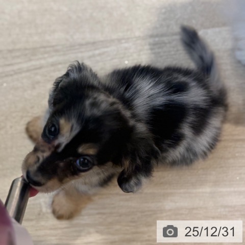 東京都のカニンヘンダックスフンド(ロング) (ペットプラス アクアシティお台場店/2025年10月30日生まれ/女の子/シルバーダップル)の子犬の3枚目の画像