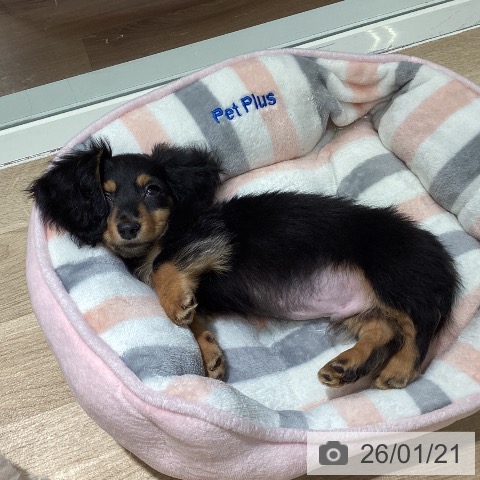 カニーンヘン・ダックスフンドの写真