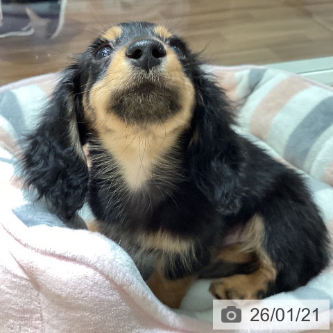 カニーンヘン・ダックスフンドの写真