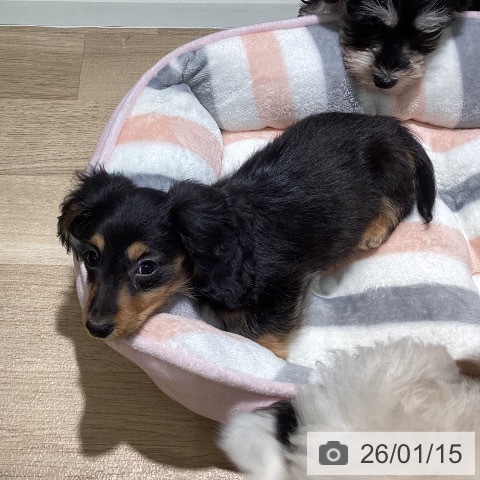 埼玉県のカニンヘンダックスフンド(ロング) (ペットプラス イオンモール春日部店/2025年10月28日生まれ/男の子/ブラックタン)の子犬の4枚目の画像