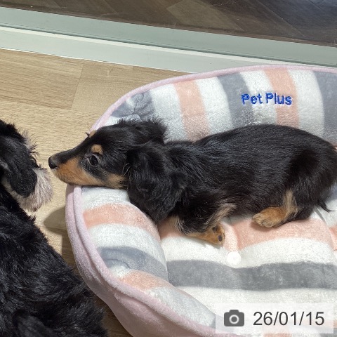 埼玉県のカニンヘンダックスフンド(ロング) (ペットプラス イオンモール春日部店/2025年10月28日生まれ/男の子/ブラックタン)の子犬の3枚目の画像