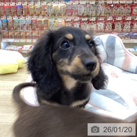 群馬県のカニンヘンダックスフンド(ロング) (ペットプラス 前橋店/2025年10月28日生まれ/男の子/ブラックタン)の子犬の4枚目の画像