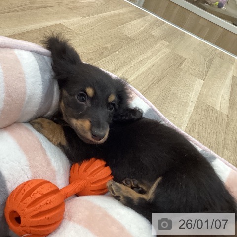 群馬県のカニンヘンダックスフンド(ロング) (ペットプラス 前橋店/2025年10月28日生まれ/男の子/ブラックタン)の子犬の4枚目の画像