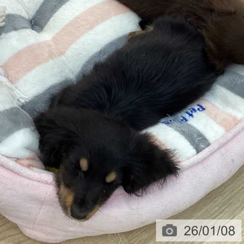 群馬県のカニンヘンダックスフンド(ロング) (ペットプラス 前橋店/2025年10月28日生まれ/男の子/ブラックタン)の子犬の3枚目の画像