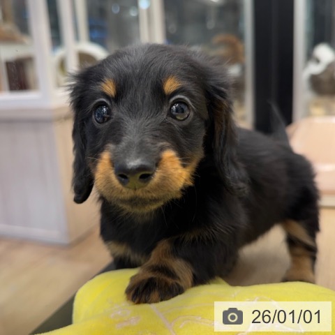 神奈川県のカニンヘンダックスフンド(ロング) (ペットプラス 武蔵小杉店/2025年10月28日生まれ/女の子/ブラックタン)の子犬の4枚目の画像