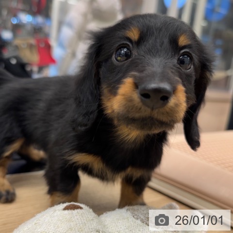 神奈川県のカニンヘンダックスフンド(ロング) (ペットプラス 武蔵小杉店/2025年10月28日生まれ/女の子/ブラックタン)の子犬の4枚目の画像