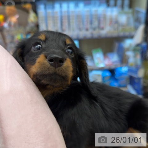 神奈川県のカニンヘンダックスフンド(ロング) (ペットプラス 武蔵小杉店/2025年10月28日生まれ/女の子/ブラックタン)の子犬の3枚目の画像