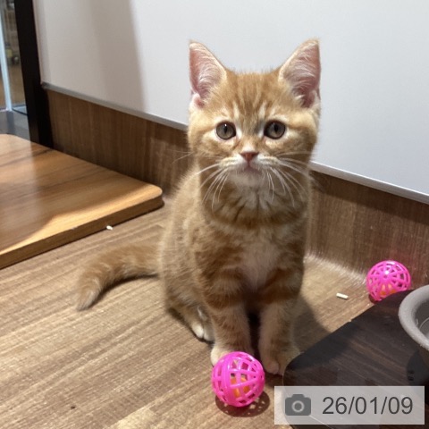 東京都のスコティッシュフォールド (ペッツワン 青梅インター店/2025年10月29日生まれ/男の子/レッドタビー)の子猫の3枚目の画像