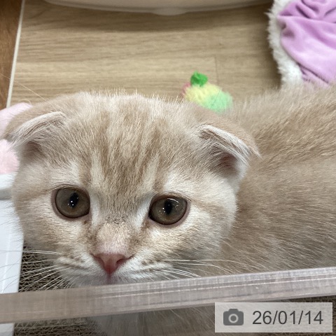 岩手県のスコティッシュフォールド (ペットプラス 盛岡南店/2025年10月29日生まれ/男の子/クリームタビー)の子猫の4枚目の画像