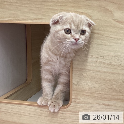 岩手県のスコティッシュフォールド (ペットプラス 盛岡南店/2025年10月29日生まれ/男の子/クリームタビー)の子猫の3枚目の画像