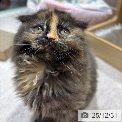 千葉県のスコティッシュフォールド (ペットプラス 木更津店/2025年10月29日生まれ/女の子/トーティーシェル)の子猫の4枚目の画像