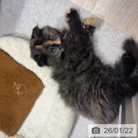 千葉県のスコティッシュフォールド (ペットプラス 木更津店/2025年10月29日生まれ/女の子/トーティーシェル)の子猫の4枚目の画像