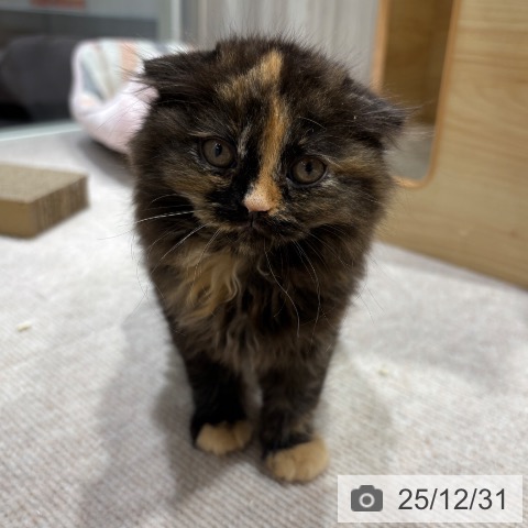 千葉県のスコティッシュフォールド (ペットプラス 木更津店/2025年10月29日生まれ/女の子/トーティーシェル)の子猫の3枚目の画像