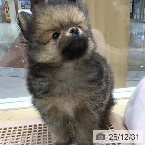 東京都のポメラニアン (ペットプラス 日の出店/2025年10月30日生まれ/男の子/オレンジセーブル)の子犬の3枚目の画像