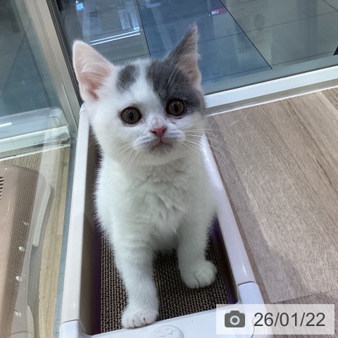 東京都のブリティッシュショートヘアー (ペットプラス 東久留米店/2025年10月30日生まれ/男の子/ブルーホワイト)の子猫の3枚目の画像