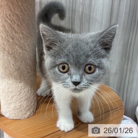 群馬県のブリティッシュショートヘアー (ペットプラス イオンモール太田店/2025年10月30日生まれ/女の子/ブルーホワイト)の子猫の4枚目の画像