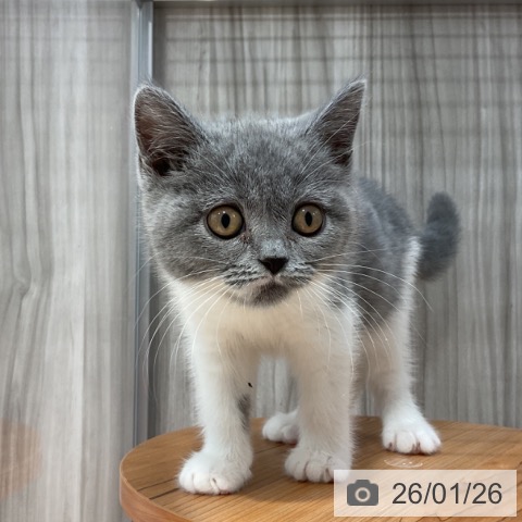 群馬県のブリティッシュショートヘアー (ペットプラス イオンモール太田店/2025年10月30日生まれ/女の子/ブルーホワイト)の子猫の3枚目の画像