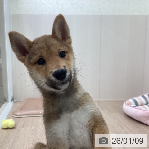 埼玉県の柴犬(標準サイズ) (ペットプラス 八潮店/2025年10月16日生まれ/男の子/赤)の子犬の3枚目の画像