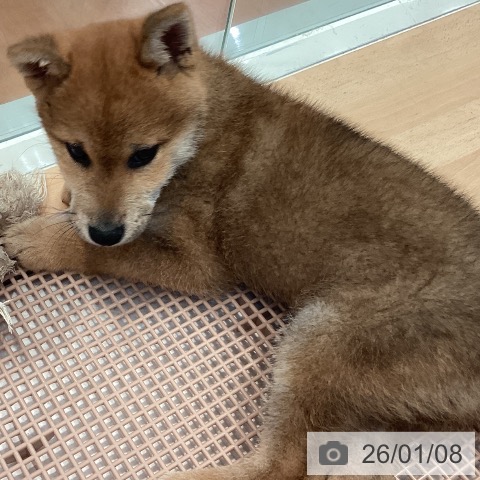 神奈川県の柴犬(標準サイズ) (ペットプラス 海老名店/2025年10月30日生まれ/男の子/赤)の子犬の3枚目の画像