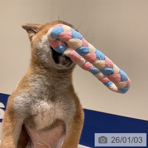 千葉県の柴犬(標準サイズ) (ペットプラス 成田店/2025年10月30日生まれ/男の子/赤)の子犬の4枚目の画像