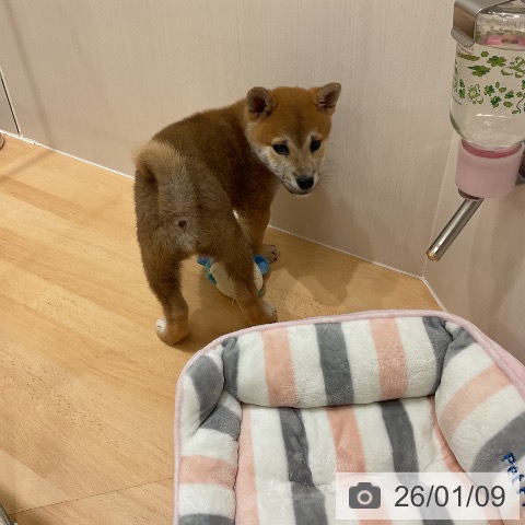 千葉県の柴犬(標準サイズ) (ペットプラス 成田店/2025年10月30日生まれ/男の子/赤)の子犬の4枚目の画像