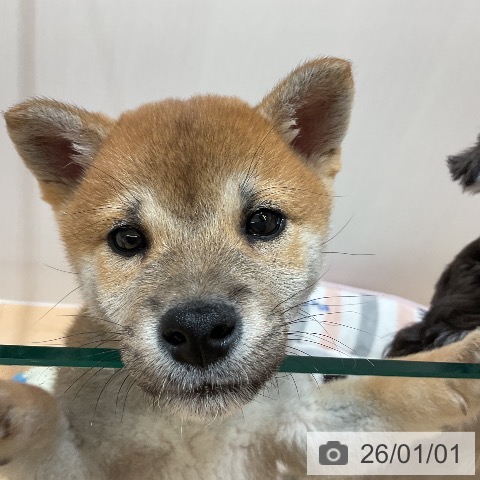 千葉県の柴犬(標準サイズ) (ペットプラス 成田店/2025年10月30日生まれ/男の子/赤)の子犬の3枚目の画像
