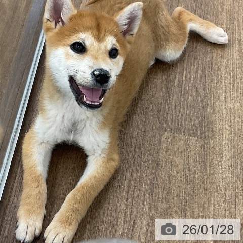 千葉県の柴犬(標準サイズ) (ペッツワン 千葉ニュータウン店/2025年10月30日生まれ/男の子/赤)の子犬の4枚目の画像